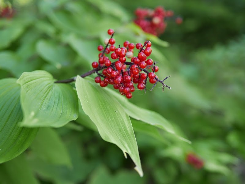 Resting in the North