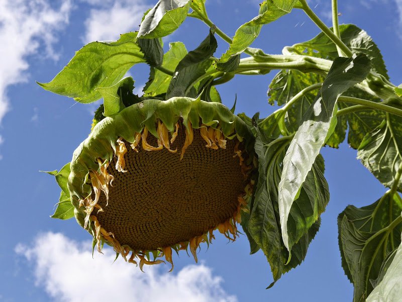 Garden Journal (yr 2 vol 11)