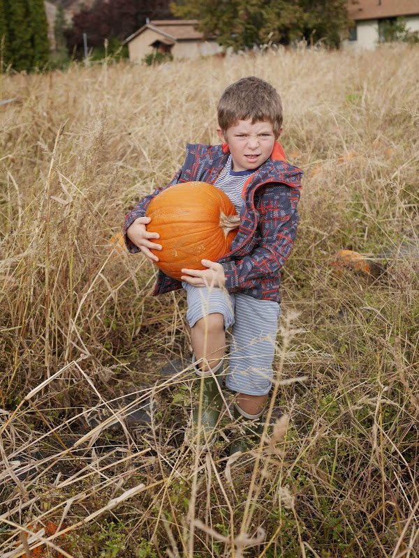 The Pumpkin Patch