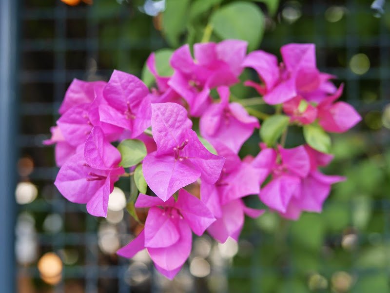 From Bangkok to Chiang Mai