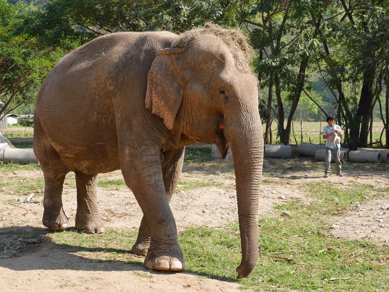 Elephant Nature Park Chiang Mai