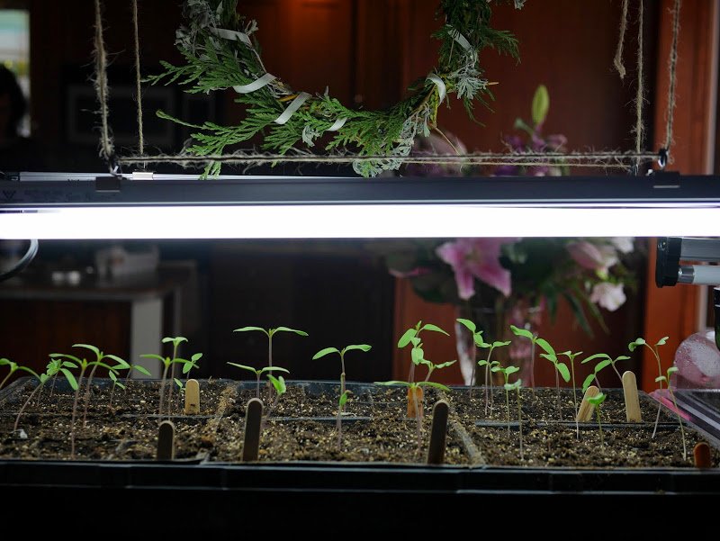 Garden Journal (yr 3: vol 1)