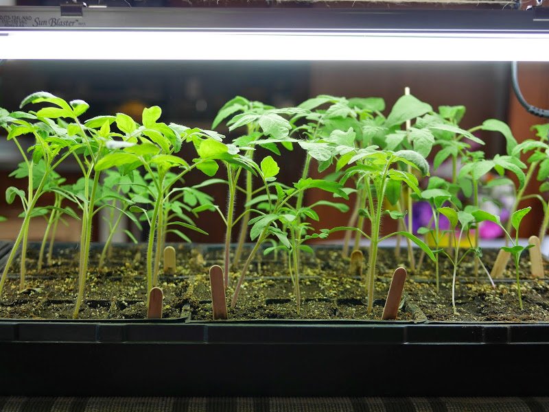 Garden Journal (yr 3: vol 2)