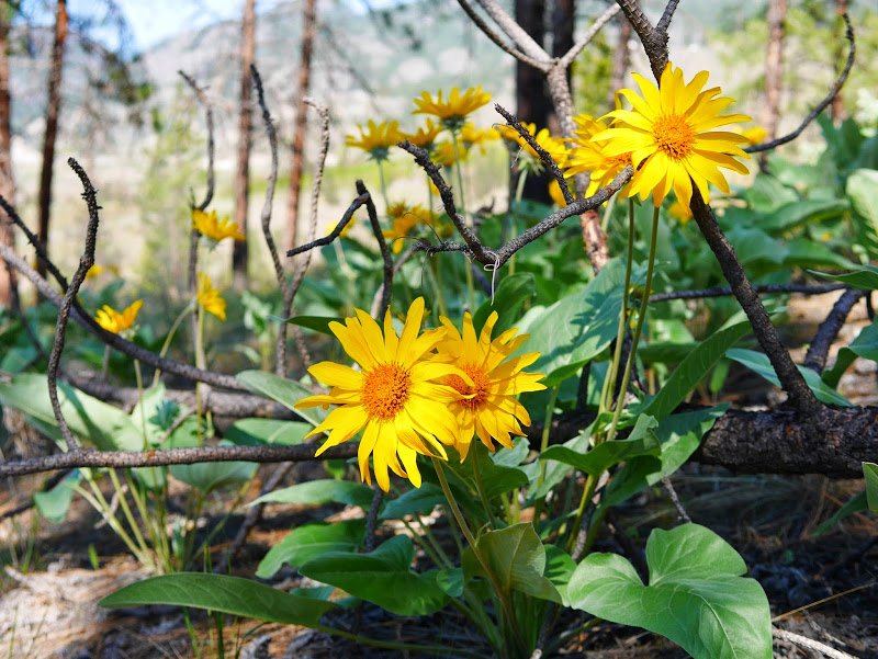 Nature Notes: Arrowleaf Balsamroot
