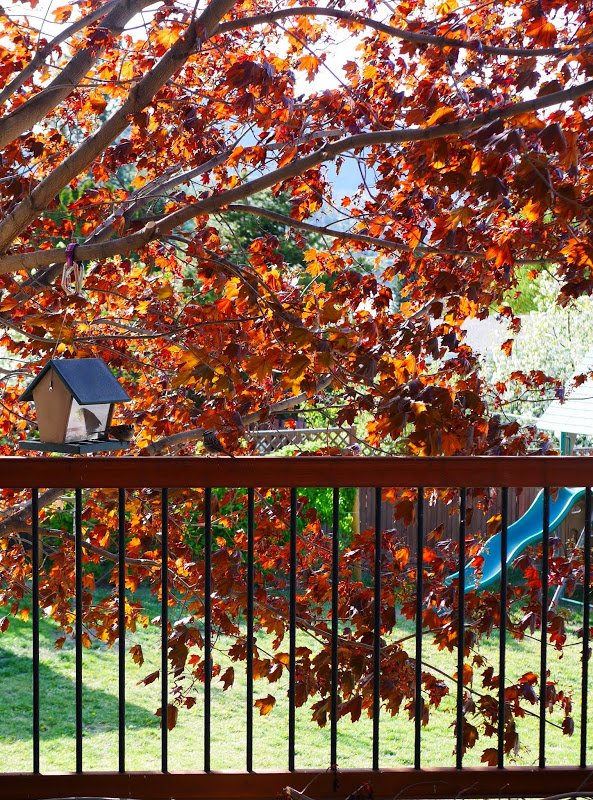 Garden Journal (yr 3: vol 3)