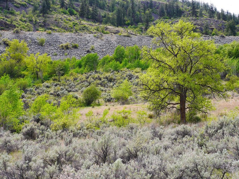 The Osoyoos Desert Centre
