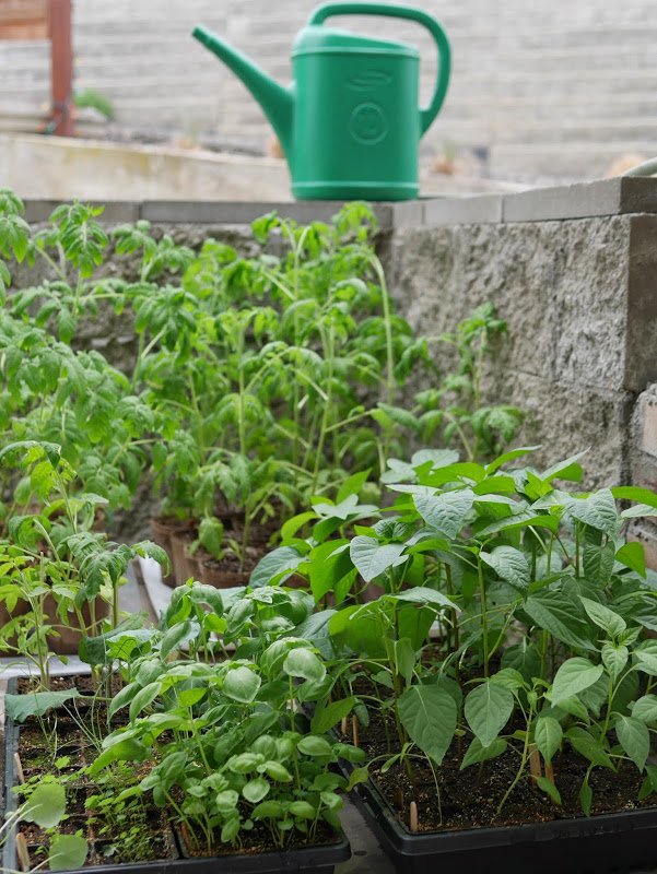 Garden Journal (yr 3: vol 4)