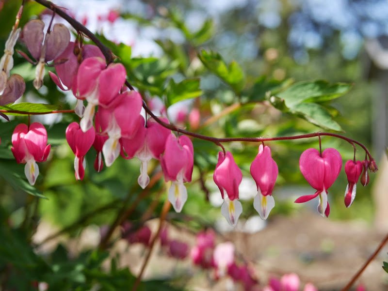 Honey Bees in an Old Concrete Roller
