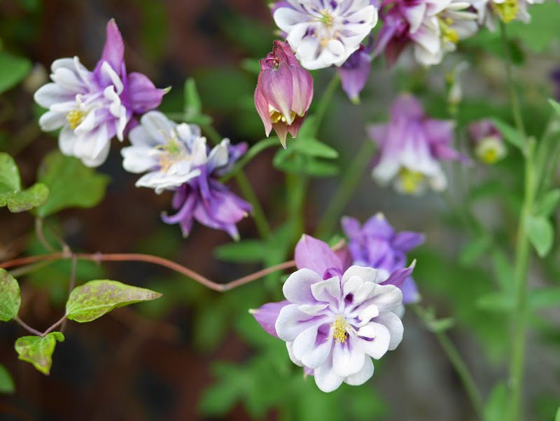 Garden Journal (yr 3: vol 5)