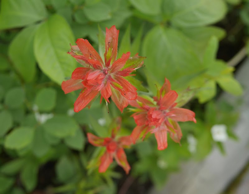 Wildflowers in Northern British Columbia