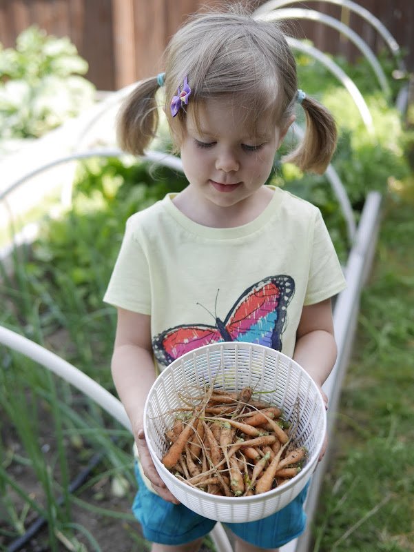 Garden Journal (yr 3: vol 6)