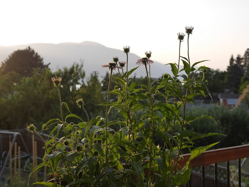 Garden Journal (yr 3: vol 7)