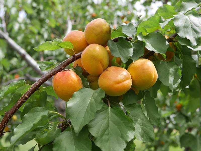 Sun Ripened Apricots