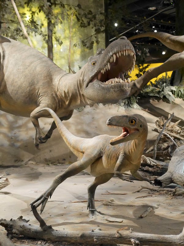 Royal Tyrrell Museum