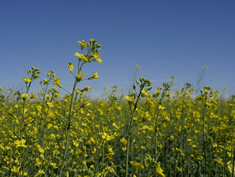 St. Isidore, Alberta