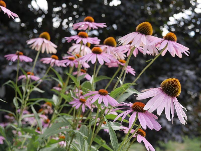 Garden Journal (yr 3: vol 8)