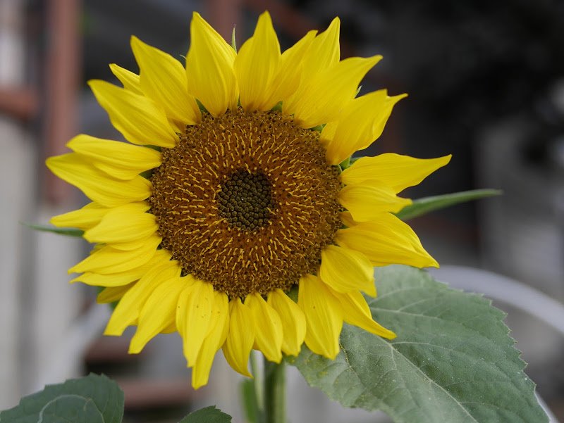 Garden Journal (yr 3: vol 9)