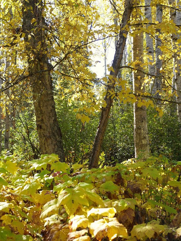 Autumn in Northern British Columbia