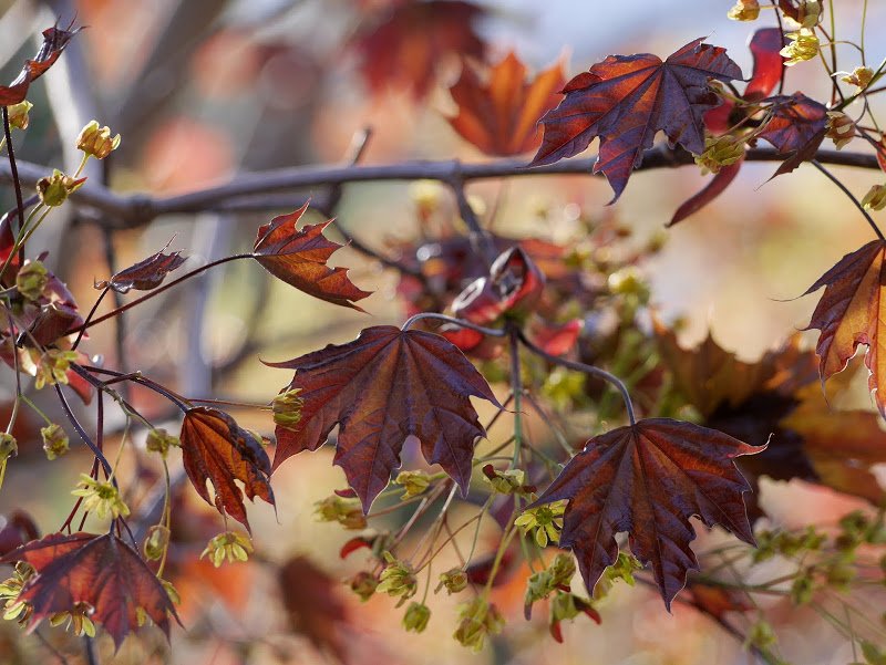Backyard Birds of the South Okanagan