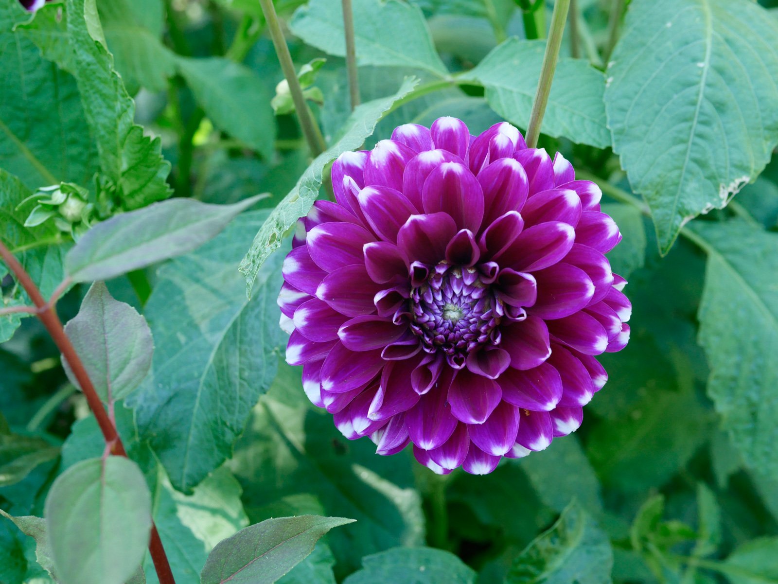 Picnicking at Linden Gardens