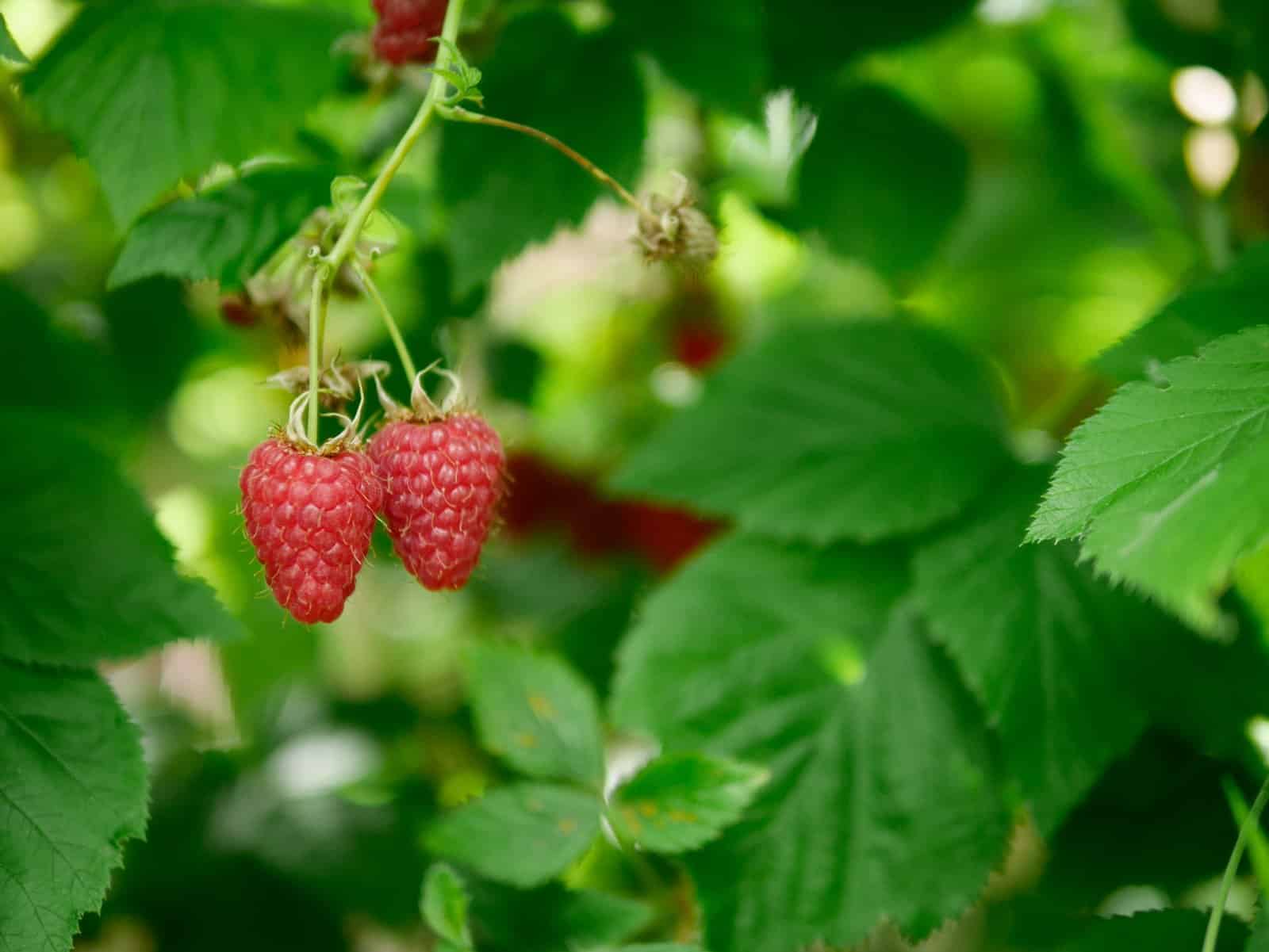 Garden Journal (yr 4: vol 3)