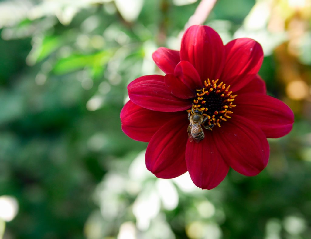 lindengarden-7-of-12