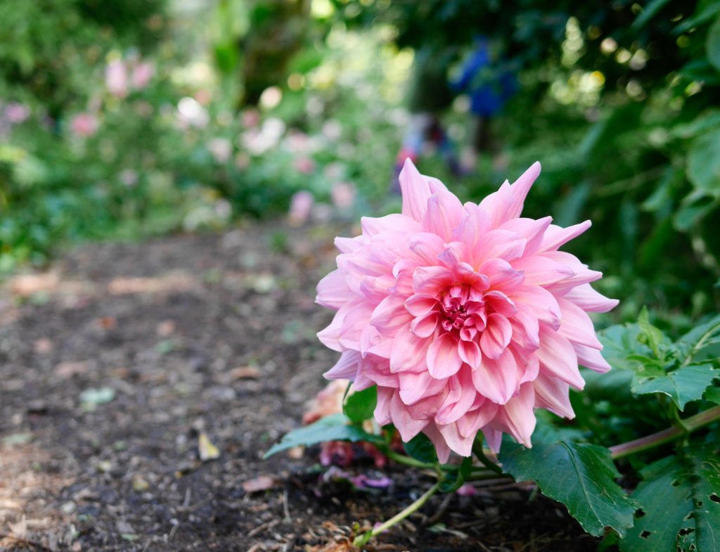 lindengarden-8-of-12