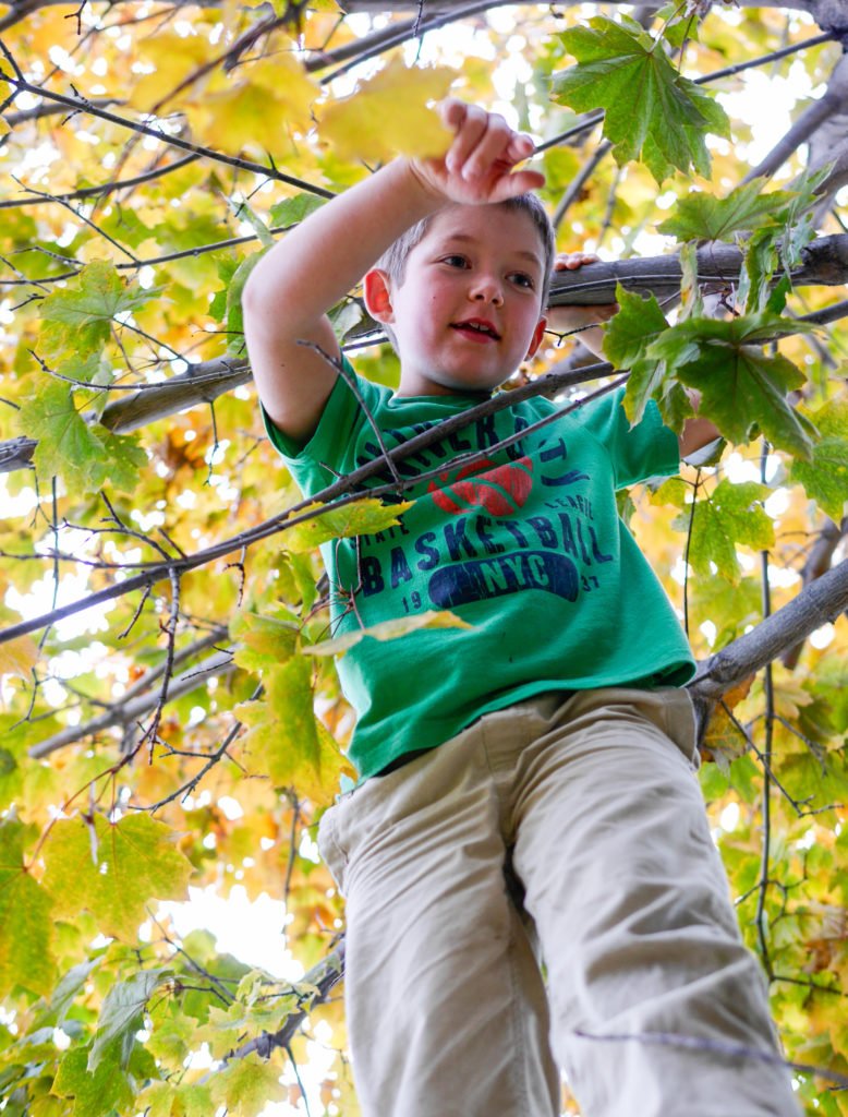 backyardleaves-1-of-1