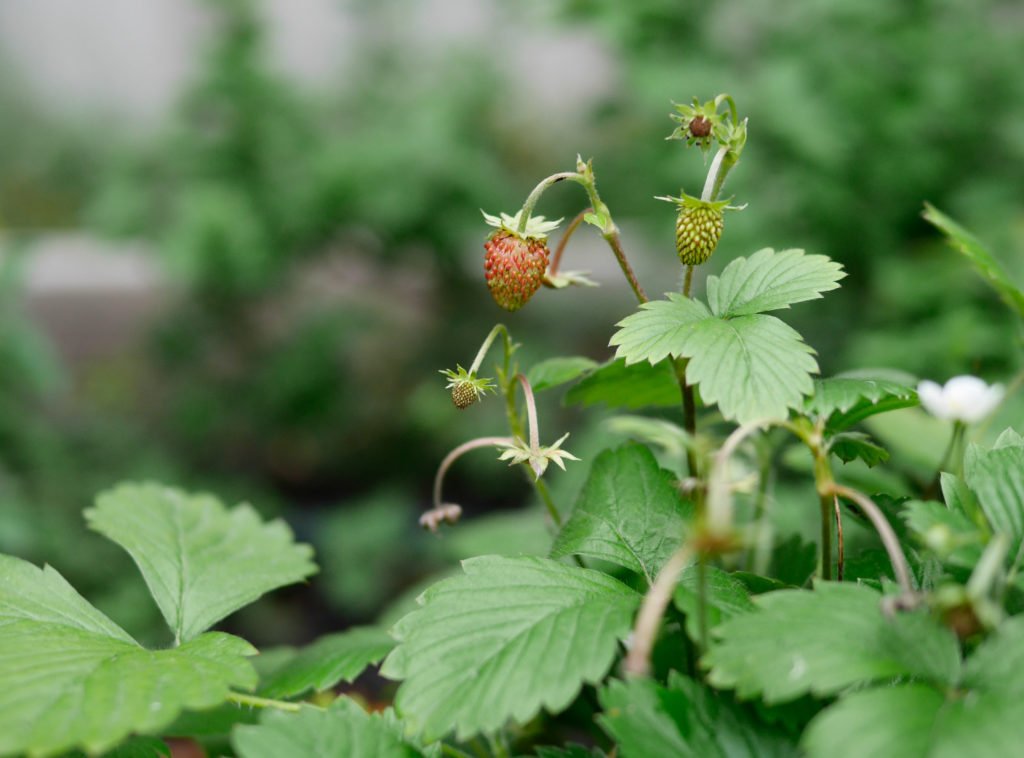 backyardleaves-9-of-10