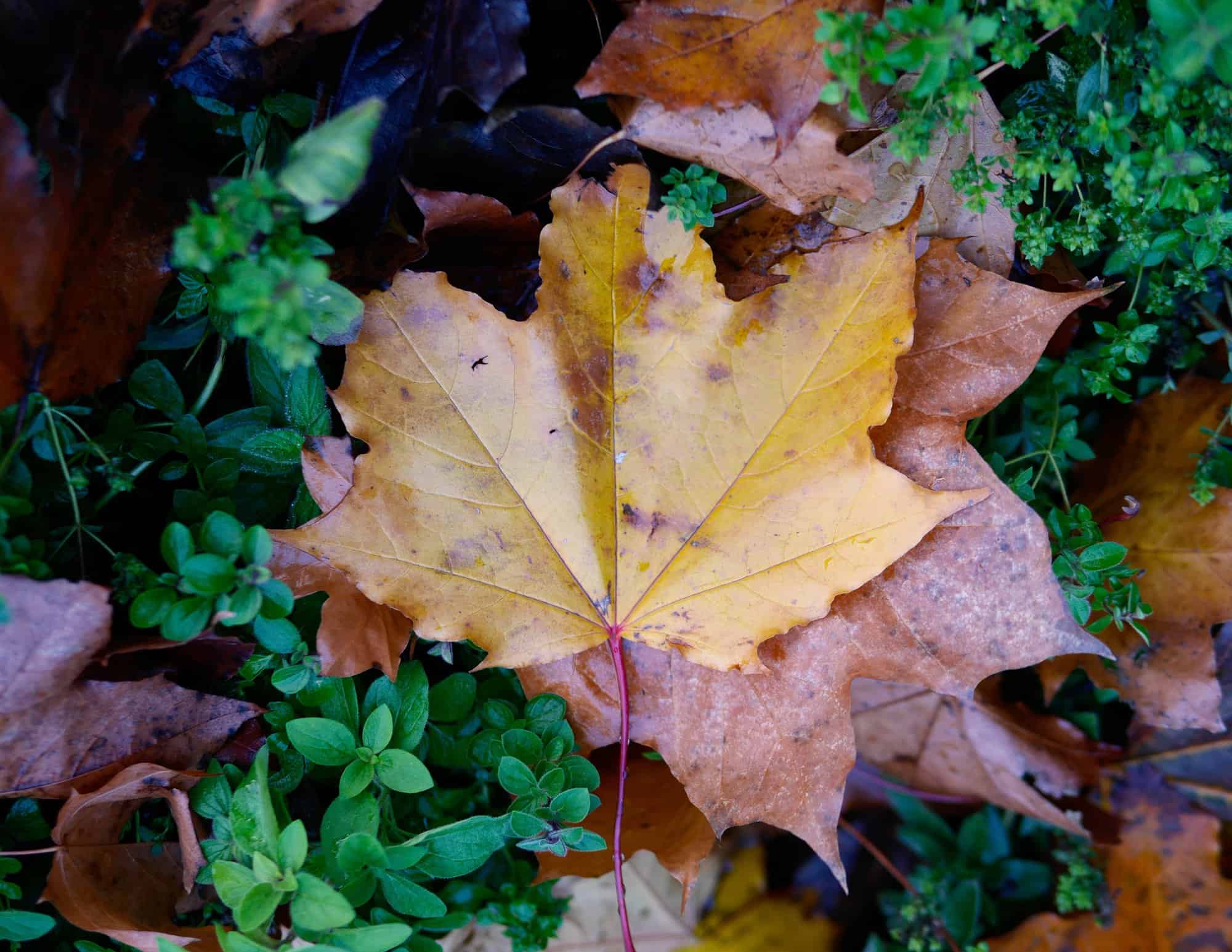 Our Third Week of #FallOutside2016