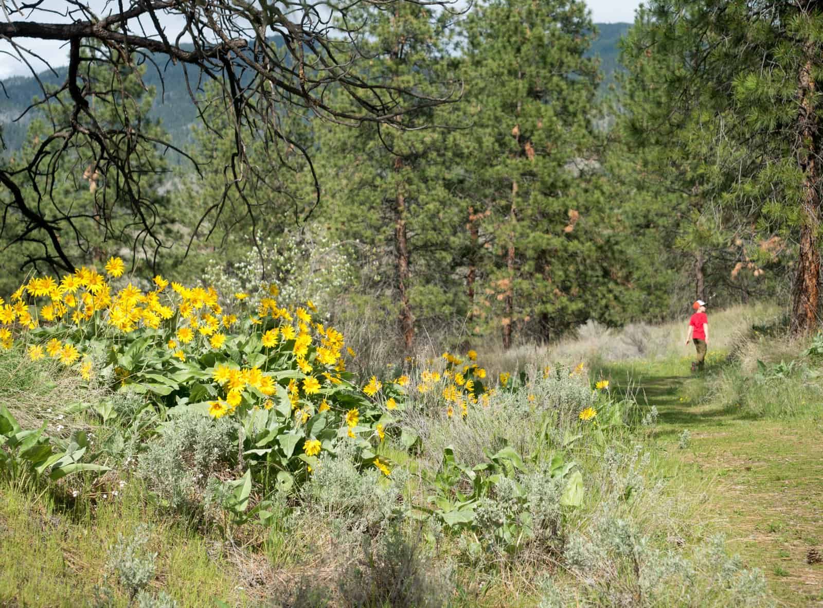 Ticks in the Okanagan Valley: Types, Prevention and Resources