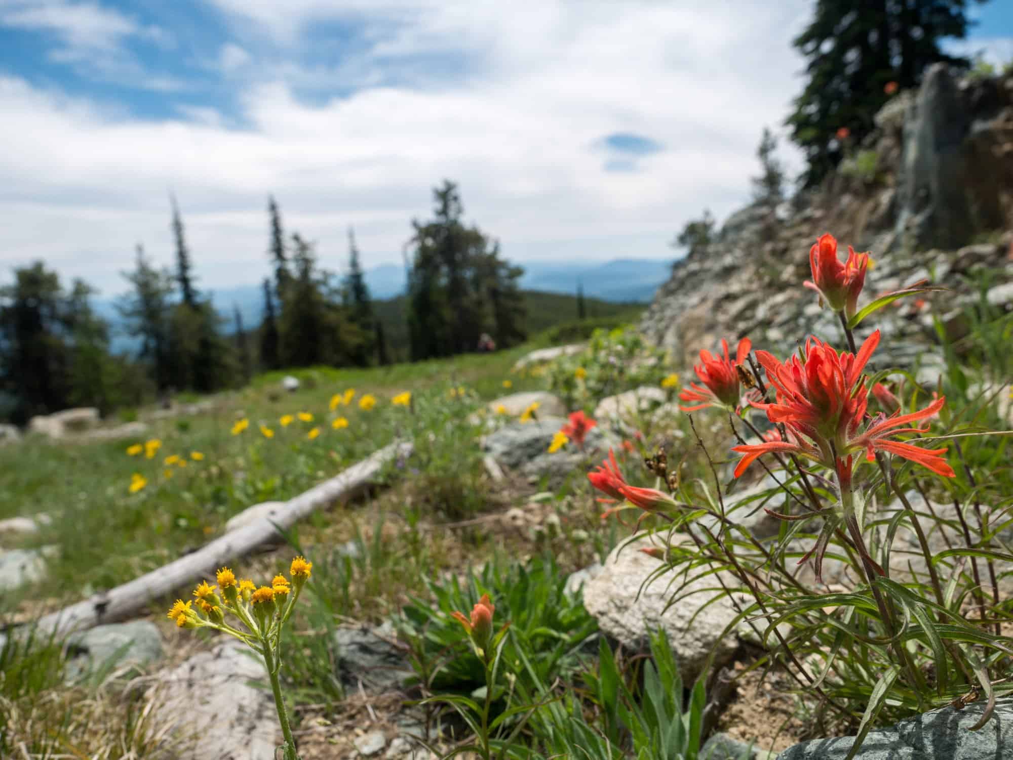 Hiking Among Wildflowers on Baldy Mountain Resort