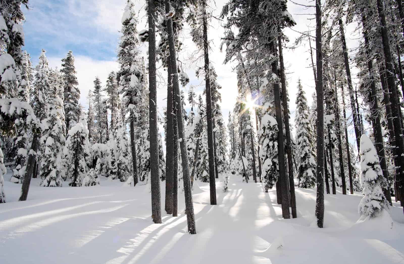 Stop Hating Winter: Unleash Your Inner Yeti with 5 Essentials Steps