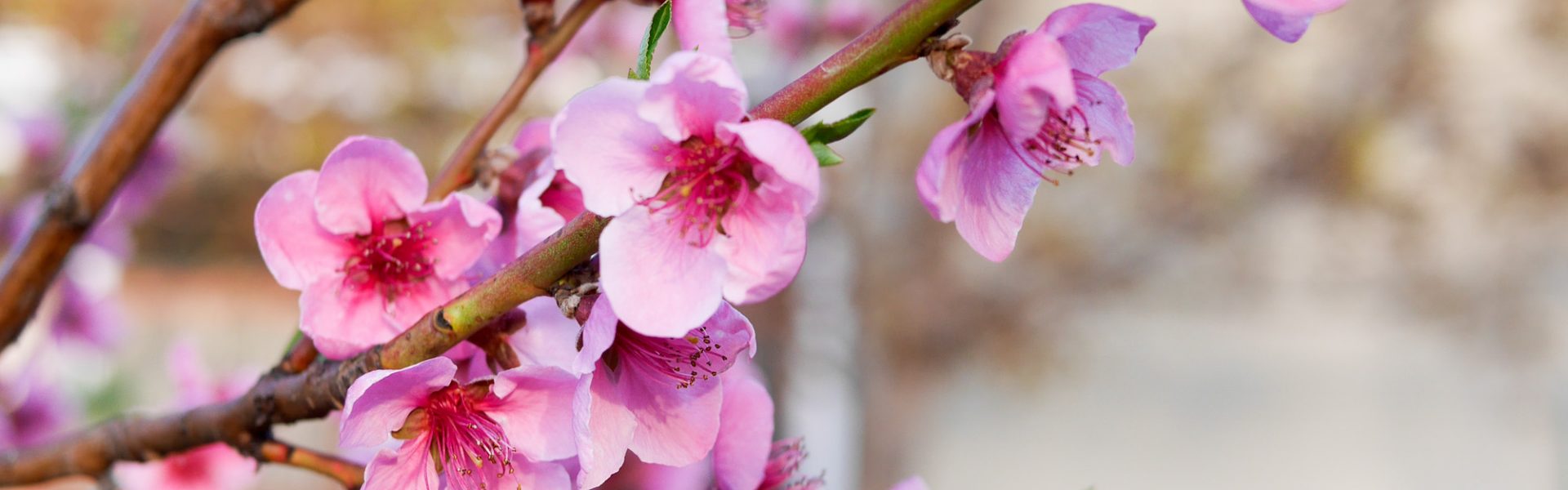 7 Fun Ways to Celebrate Spring Equinox with Kids by Backwoods Mama