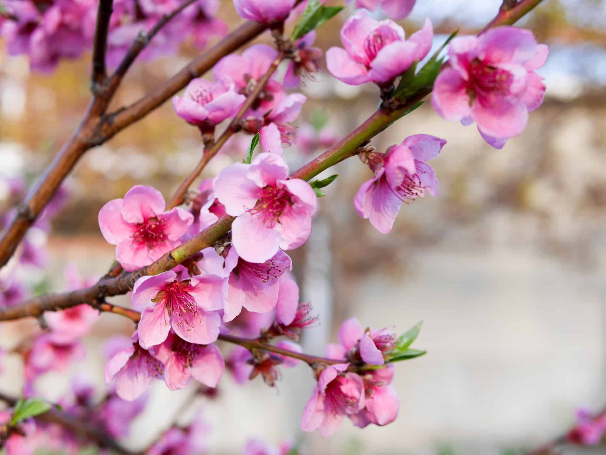 7 Fun Ways to Celebrate Spring Equinox with Kids