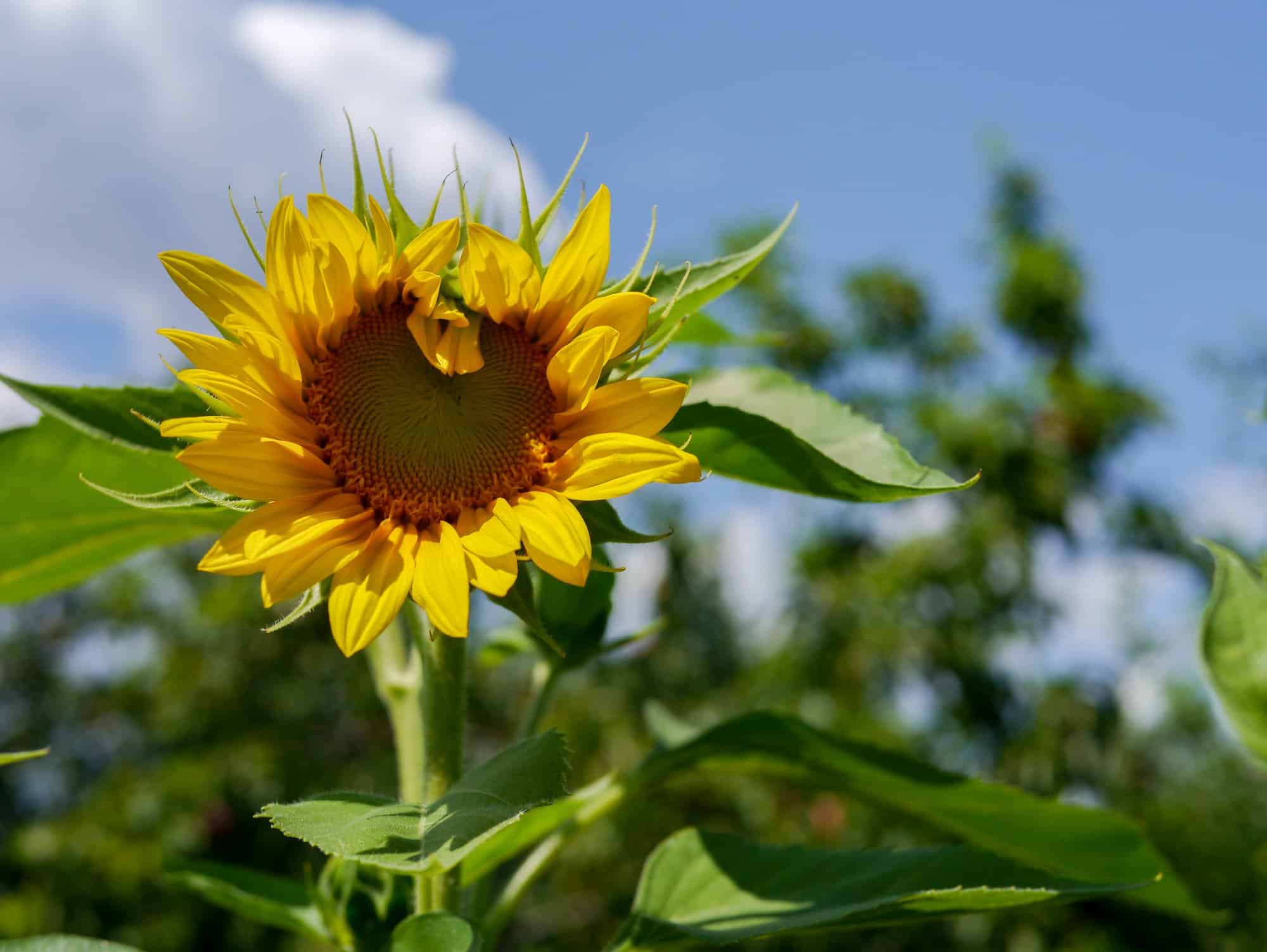 How Gardening Benefits Kids: 7 Reasons Why Your Child Should Garden