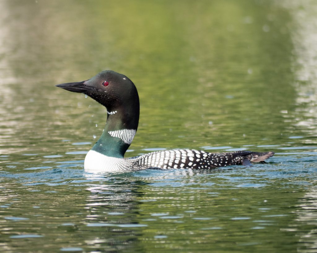 How Pokémon Can Get Kids Bird Watching by Backwoods Mama Josée Bergeron
