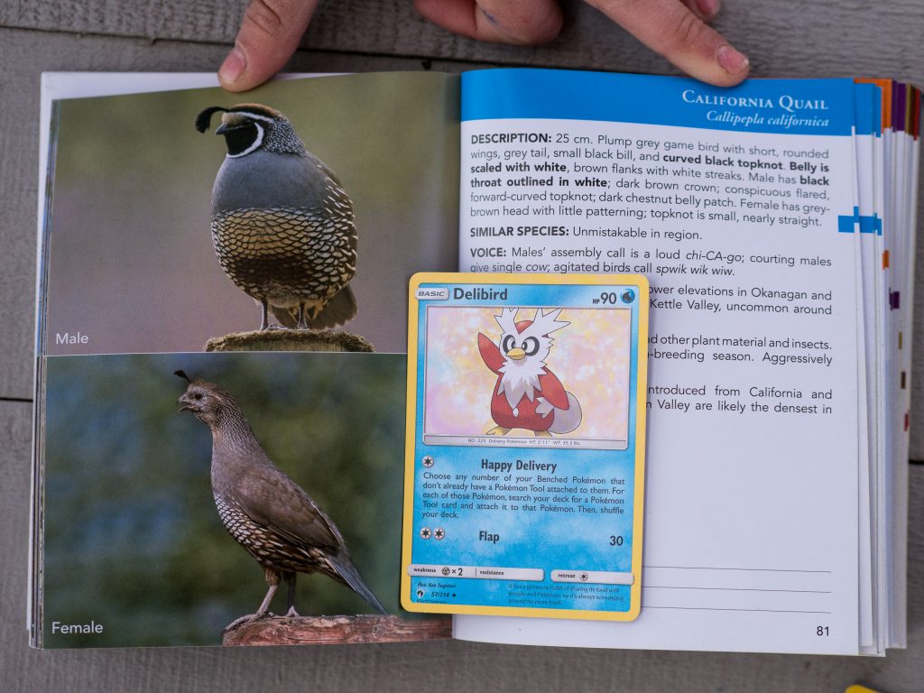 How Pokémon Can Get Kids Bird Watching by Backwoods Mama Josée Bergeron