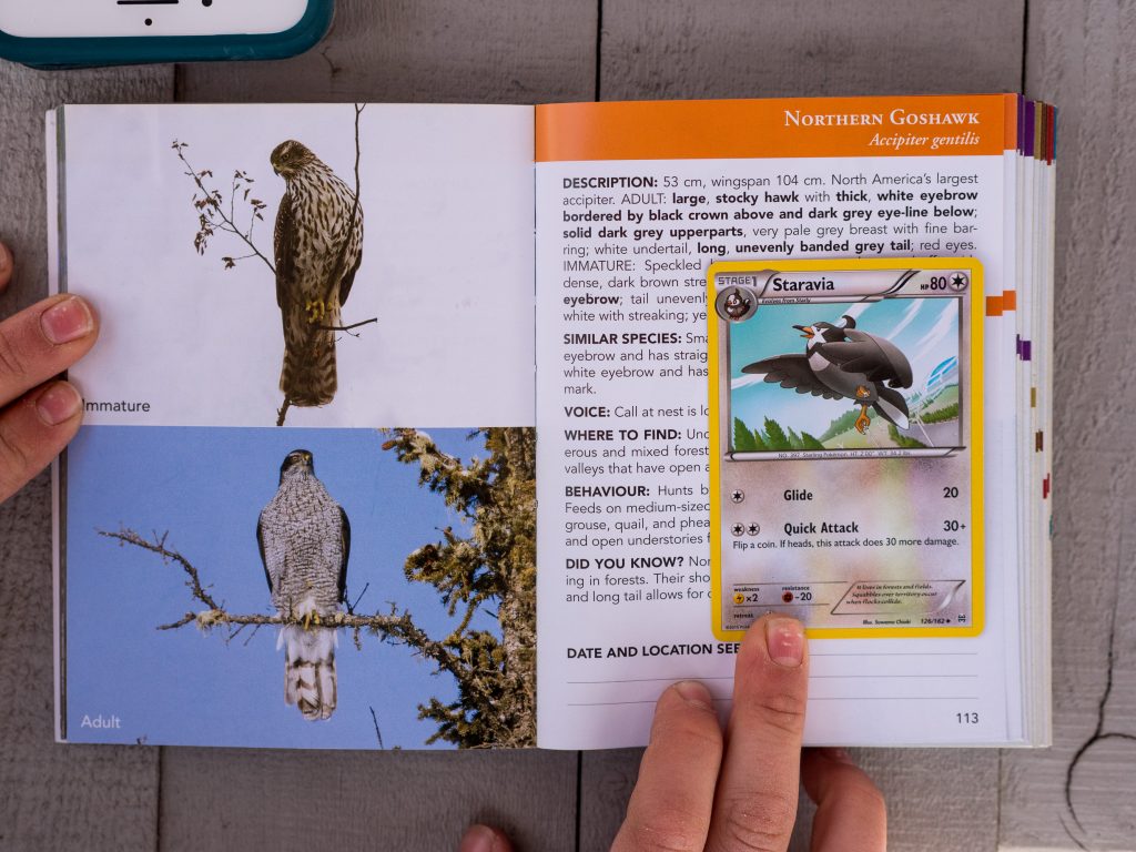 How Pokémon Can Get Kids Bird Watching by Backwoods Mama Josée Bergeron