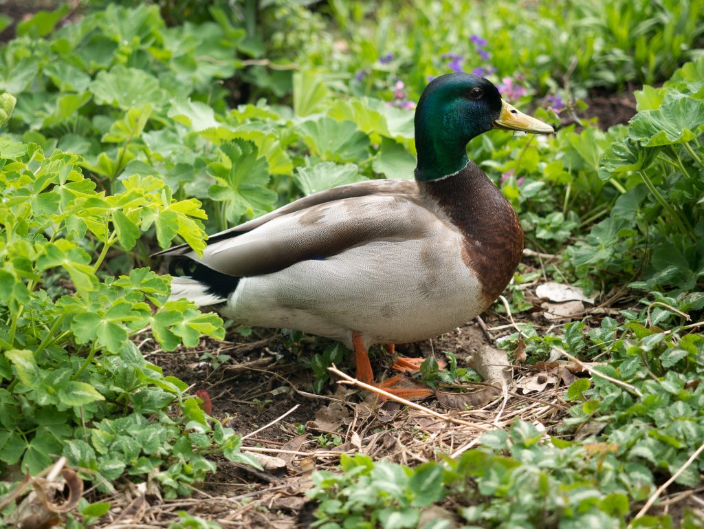 How Pokémon Can Get Kids Bird Watching by Backwoods Mama Josée Bergeron