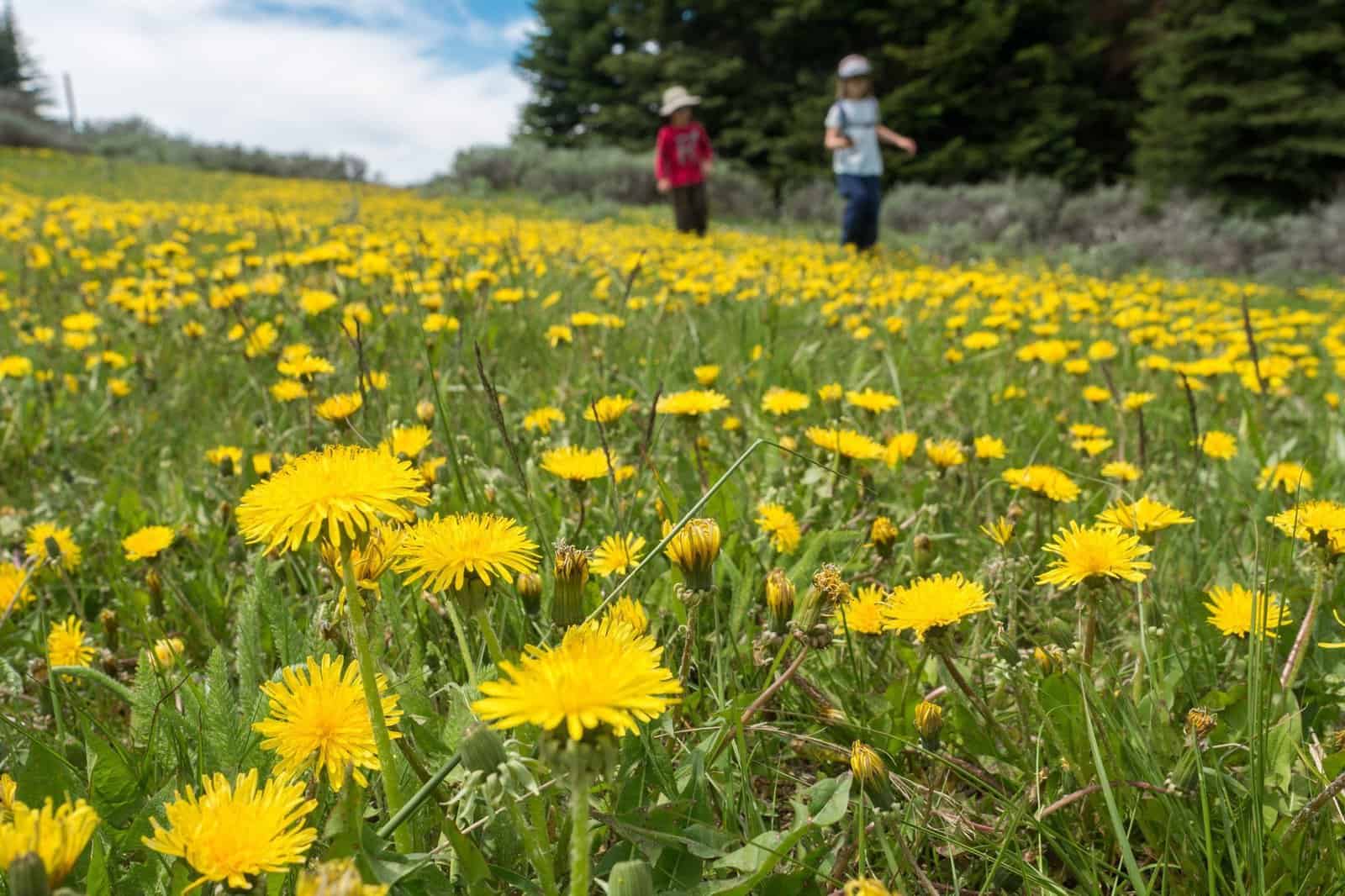 Signs of Spring Nature Walk Prompts for Kids (+ Free Printables)