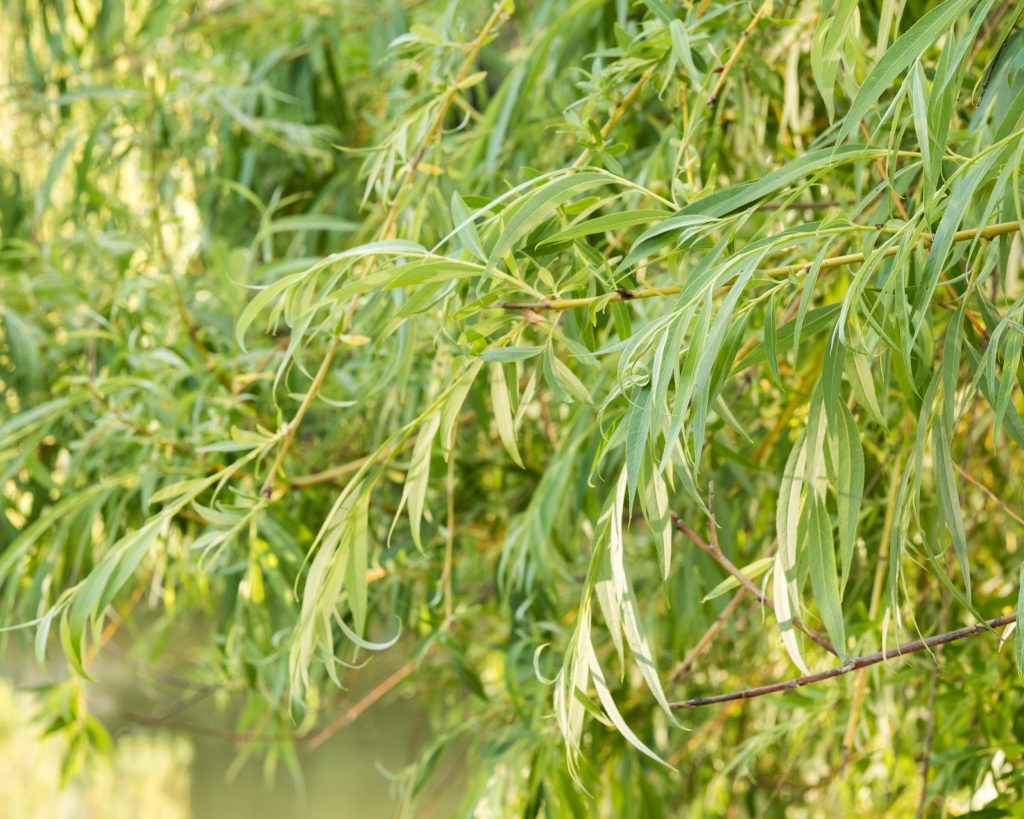 How to Make a Willow Nature Crown with Your Child by Backwoods Mama