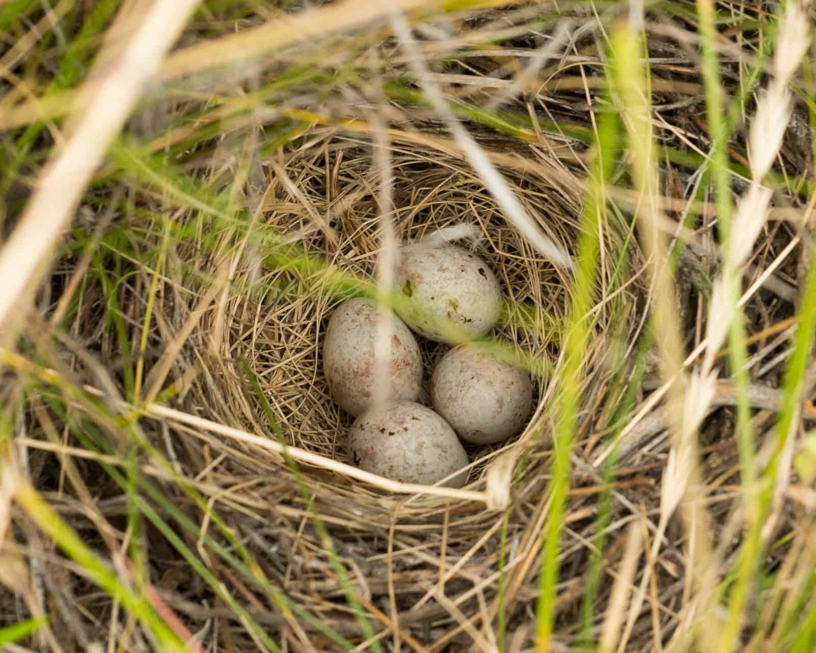 Outdoor Easter Activities for Kids and Families