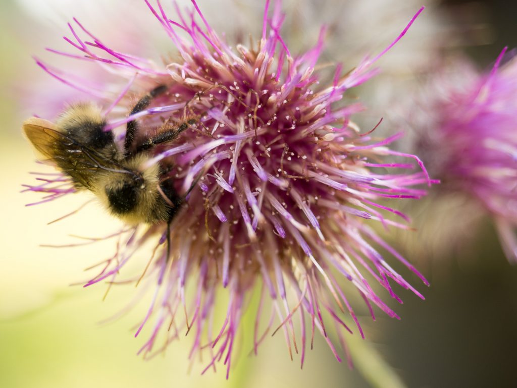 50+ Spring Nature Activities for Kids of All Ages by Backwoods Mama Josée Bergeron