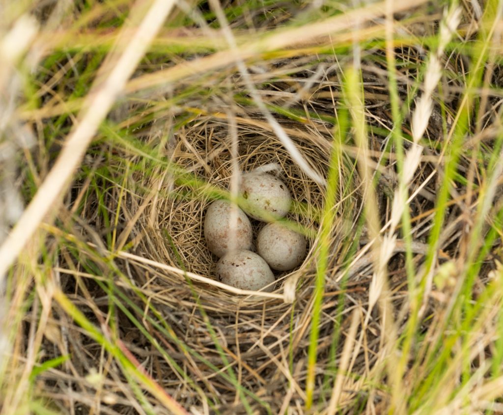 Birds, Eggs & Nests - Backwoods Mama