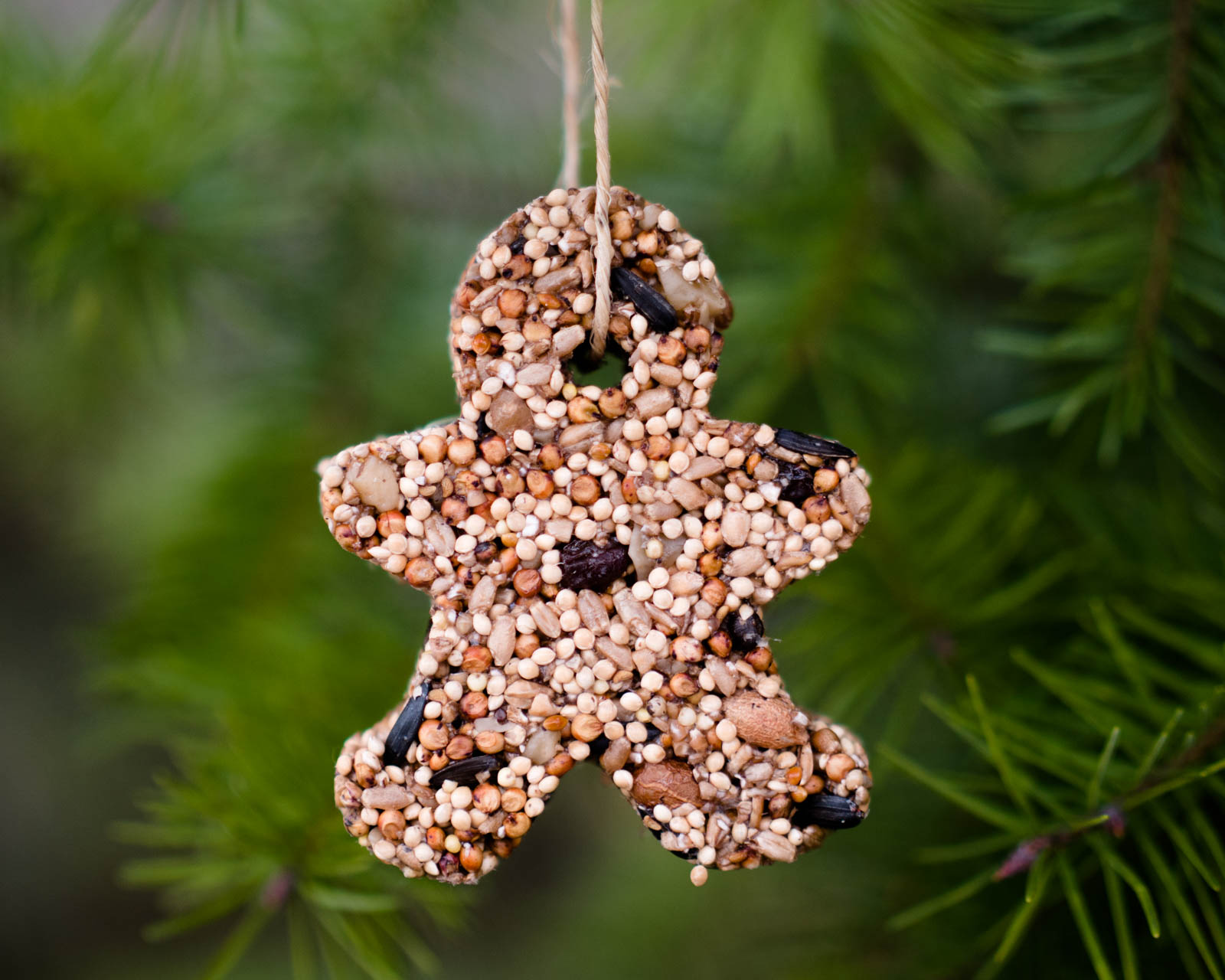 How to Make Birdseed Ornaments for Wild Birds