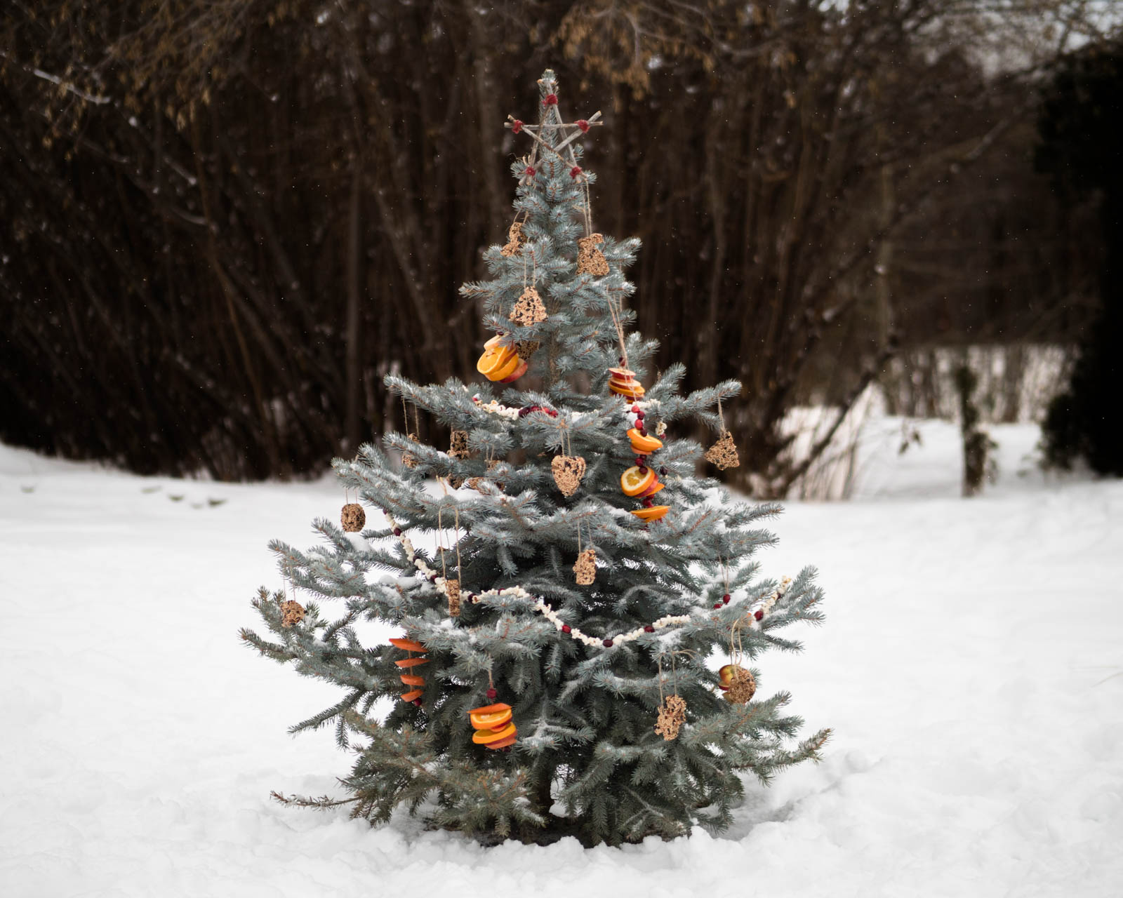 How to Decorate an Outdoor Tree with Treats for Wildlife