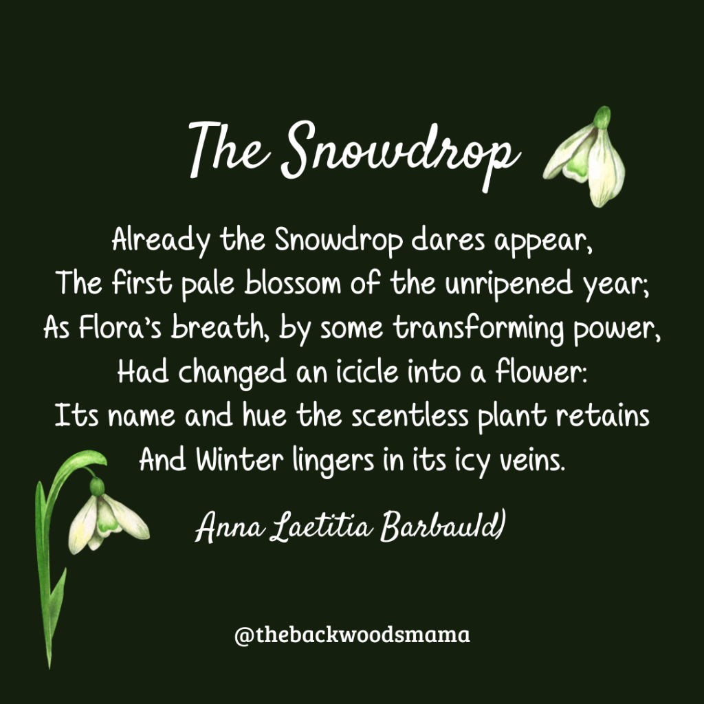 The Snowdrop by Anna Laetitia Barbauld